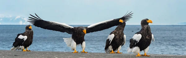 Yetişkin Steller Deniz Kartal Mavi Gökyüzü Okyanus Üzerinden Indi Bilimsel — Stok fotoğraf