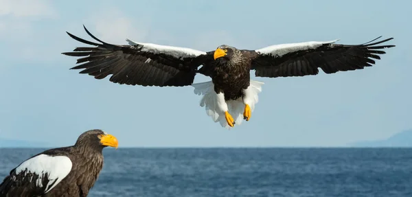 Voksen Stellers Hav Flugt Blå Himmel Hav Videnskabeligt Navn Haliaeetus - Stock-foto