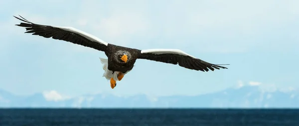 Adult Stellers Sea Örnen Landade Över Blå Himmel Och Hav — Stockfoto