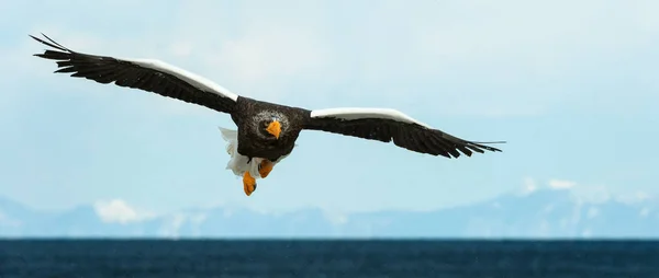 Aigle Mer Adulte Steller Atterri Dessus Ciel Bleu Fond Océanique — Photo