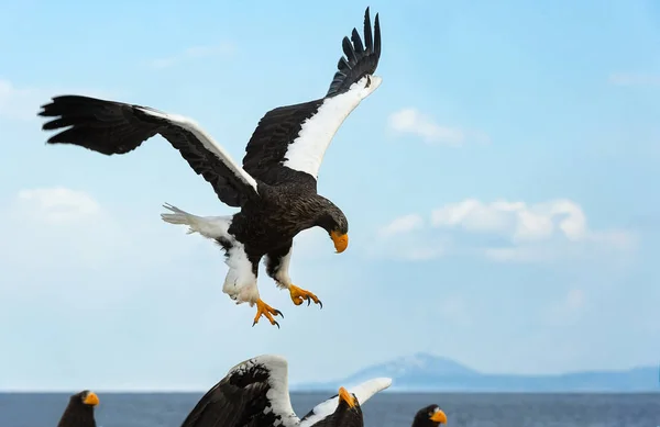 Águila Marina Adulta Steller Vuelo Sobre Cielo Azul Océano Nombre — Foto de Stock