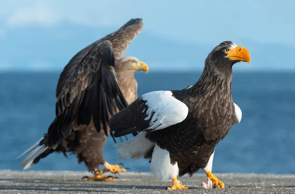 Seeadler Über Blauem Himmel Und Ozeanhintergrund Wissenschaftlicher Name Haliaeetus Pelagicus — Stockfoto