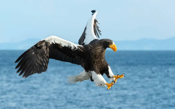Águia Marinha Steller Adulto Voo Sobre Céu Azul Oceano Nome — Fotografia de Stock