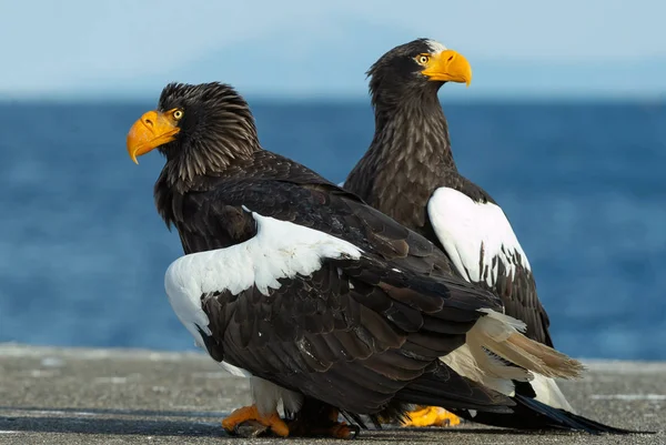 Aquile Steller Sul Cielo Blu Sull Oceano Nome Scientifico Haliaeetus — Foto Stock