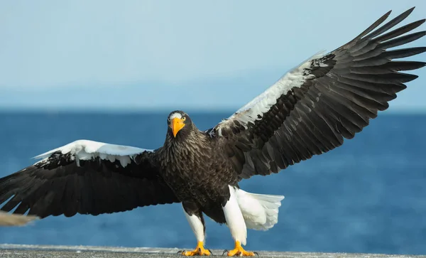 成年史泰勒的海鹰降落在蓝天和海洋的背景 科学名称 Haliaeetus Pelagicus — 图库照片