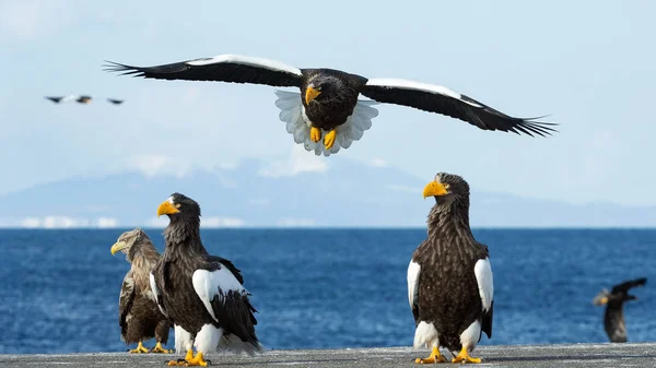 Der Ausgewachsene Seeadler Flug Über Blauen Himmel Und Meer Wissenschaftlicher — Stockfoto