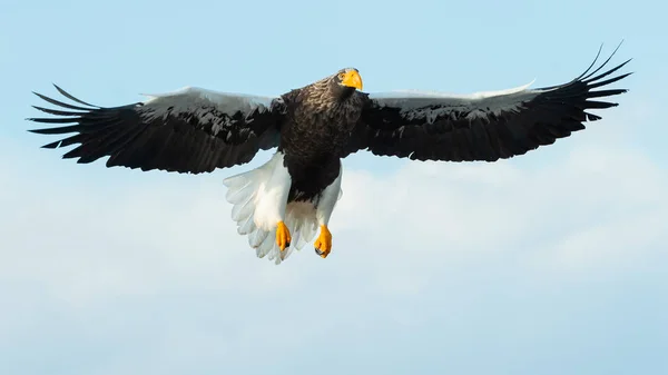 Adult Stellers Sea Eagle Flygning Över Blå Himmel Vetenskaplig Namn — Stockfoto