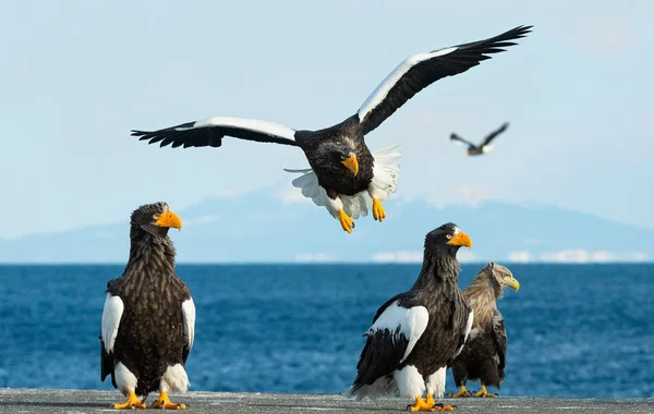 Aquila Mare Steller Adulto Volo Sopra Cielo Blu Oceano Nome — Foto Stock