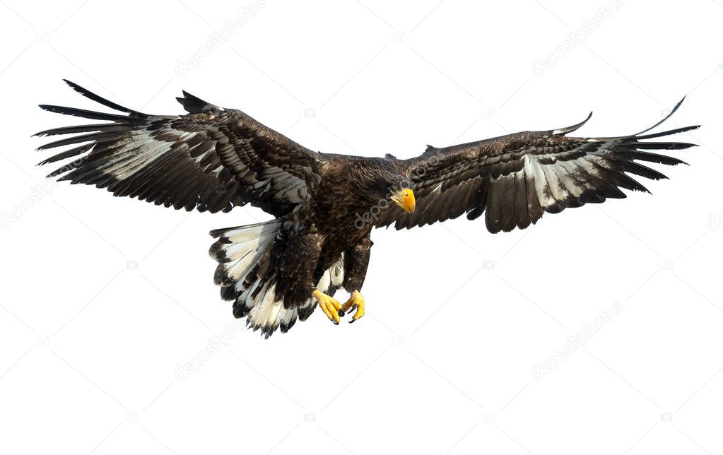 Juvenile Steller's sea eagle in flight isolated on white background.. Scientific name: Haliaeetus pelagicus.