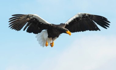 Yetişkin Steller'ın deniz kartal uçuş. Bilimsel adı: Haliaeetus pelagicus. Gökyüzü arka plan.