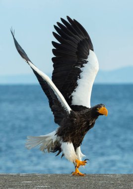 Yetişkin Steller'ın deniz kartal iniyor. Bilimsel adı: Haliaeetus pelagicus. Mavi gökyüzü ve okyanus arka plan.