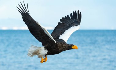 Yetişkin Steller'ın deniz kartal uçuş. Bilimsel adı: Haliaeetus pelagicus. Mavi gökyüzü ve okyanus arka plan.