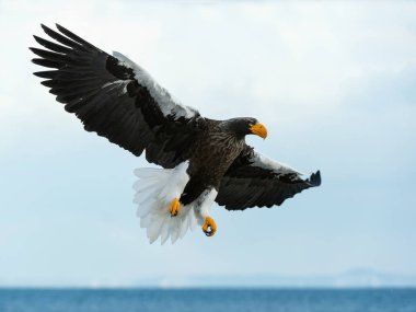 Yetişkin Steller'ın deniz kartal uçuş. Bilimsel adı: Haliaeetus pelagicus.