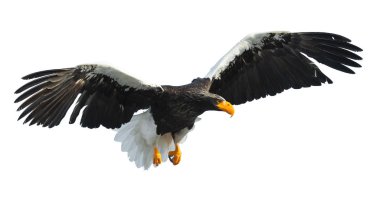 Yetişkin Steller'ın deniz kartal uçuşta beyaz arka plan üzerinde izole onun kanatlarını. Bilimsel adı: Haliaeetus pelagicus.