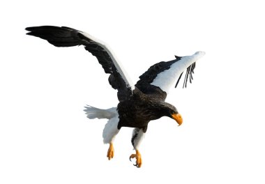 Yetişkin Steller'ın deniz kartal uçuşta beyaz arka plan üzerinde izole onun kanatlarını. Bilimsel adı: Haliaeetus pelagicus.
