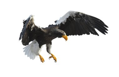 Yetişkin Steller'ın deniz kartal uçuşta beyaz arka plan üzerinde izole onun kanatlarını. Bilimsel adı: Haliaeetus pelagicus.