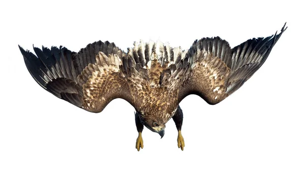 White Tailed Eagle Flight Dive Juvenile Isolated White Background Scientific — Stock Photo, Image