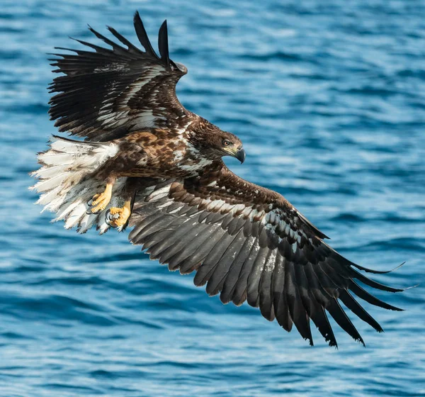 Balık Tutma Kuyruklu Kartal Juvenil Kuş Mavi Okyanus Arka Plan — Stok fotoğraf