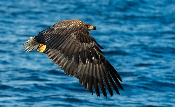 Fishing White Tailed Eagle Juvenile Bird Blue Ocean Background Scientific — Stock Photo, Image