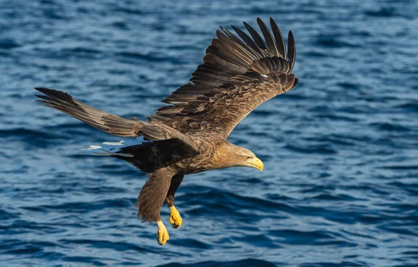 Ψάρεμα Θαλασσαετός Νεαρών Πτηνών Blue Ocean Φόντο Επιστημονική Ονομασία Πιο — Φωτογραφία Αρχείου