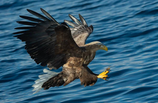 Erwachsene Seeadler Fischen Über Blauem Meeresgrund Wissenschaftlicher Name Haliaeetus Albicilla — Stockfoto