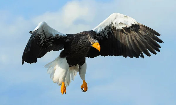 Adult Steller Sea Eagle Flight Scientific Name Haliaeetus Pelagicus Sky — Stock Photo, Image