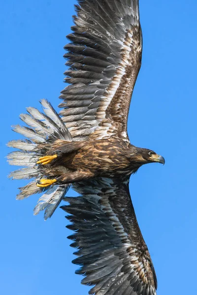 Águia Cauda Branca Juvenil Voo Sobre Céu Azul Nome Científico — Fotografia de Stock