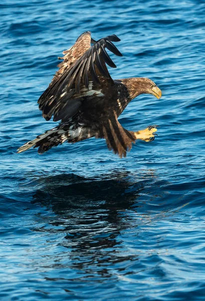钓鱼白尾鹰 少年鸟 蓝色海洋背景 科学名称 白马鱼 又名海牛 欧亚海鹰和白尾海鹰 — 图库照片