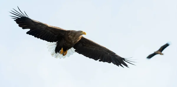 Águila Cola Blanca Adulta Vuelo Sobre Cielo Nombre Científico Haliaeetus — Foto de Stock