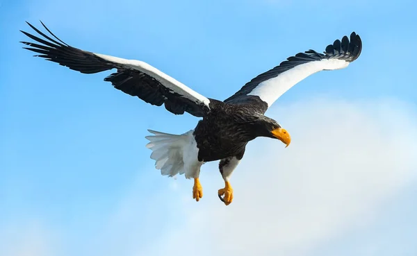 Взрослый Орёл Стеллера Полёте Научное Название Haliaeetus Pelagicus Небесный Фон — стоковое фото