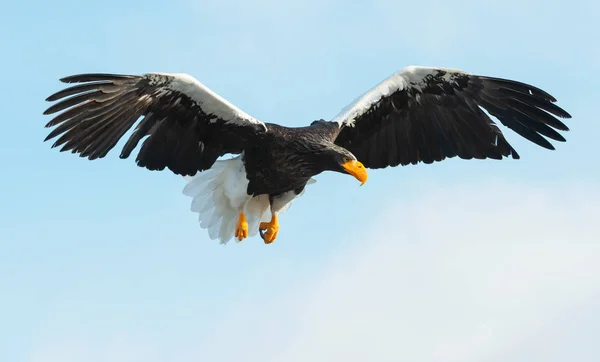 Águila Marina Adulta Steller Vuelo Nombre Científico Haliaeetus Pelagicus Fondo — Foto de Stock