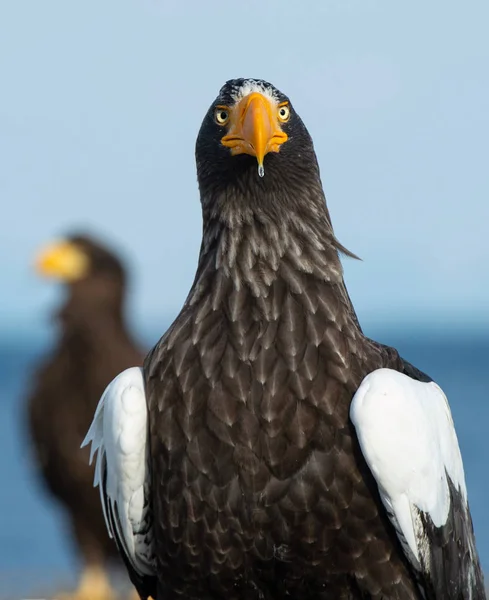 Közelről Felnőtt Steller Rétisas Portréja Tudományos Név Haliaeetus Pelagicus — Stock Fotó