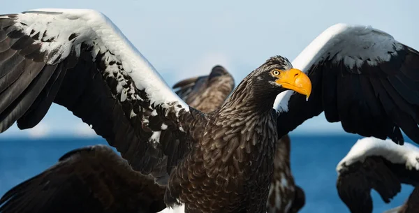 アダルト オオワシは 翼を広げた オオワシが上陸しました Haliaeetus 青い空と海の背景 — ストック写真