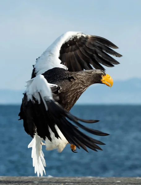 Águila Marina Adulta Steller Está Aterrizando Nombre Científico Haliaeetus Pelagicus —  Fotos de Stock
