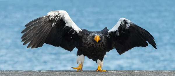 アダルト オオワシは 翼を広げた オオワシが上陸しました Haliaeetus 青い空と海の背景 — ストック写真