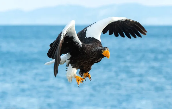 成人史泰勒的海鹰在飞行 科学名称 Haliaeetus Pelagicus 蓝色天空和海洋背景 — 图库照片