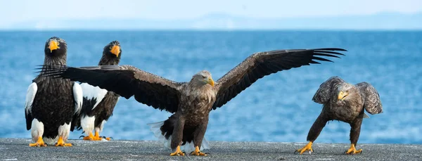 アダルト オジロワシが着陸です Haliaeetus アマオブネ として知られているの Ern アーン湖 灰色のワシ ユーラシアの海ワシ — ストック写真