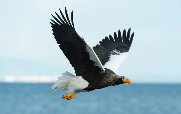 Adult Stellers Sea Eagle Flykten Vetenskaplig Namn Haliaeetus Pelagicus Blå — Stockfoto