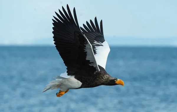 成人史泰勒的海鹰在飞行 科学名称 Haliaeetus Pelagicus 蓝色天空和海洋背景 — 图库照片