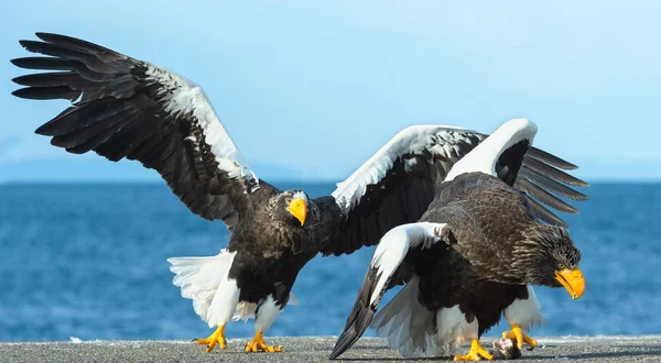 Dos Águilas Marinas Steller Lucha Por Presa —  Fotos de Stock