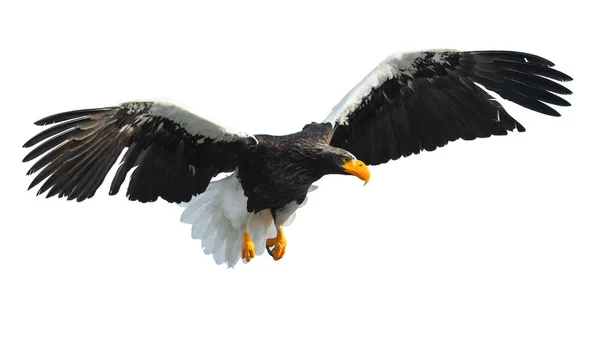 Adult Steller Sea Eagle Flight Spread His Wings Isolated White — Stock Photo, Image