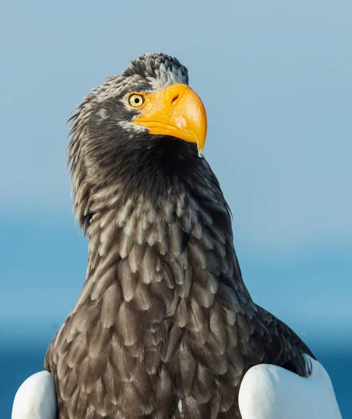 Retrato Cerca Del Águila Marina Adult Steller Nombre Científico Haliaeetus —  Fotos de Stock