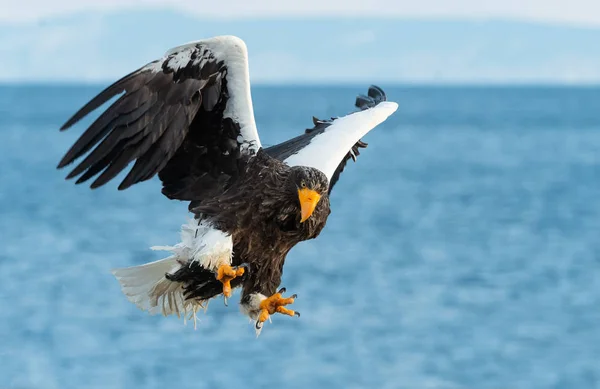 Volwassen Stellers Zeearend Aanboord Wetenschappelijke Naam Haliaeetus Pelagicus Blauwe Hemel — Stockfoto