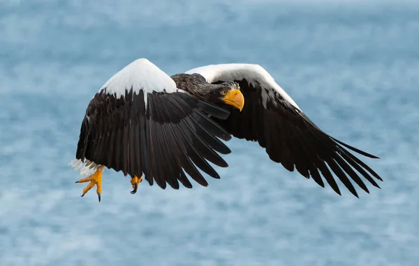 Aigle Mer Steller Vol Nom Scientifique Haliaeetus Pelagicus Fond Bleu — Photo