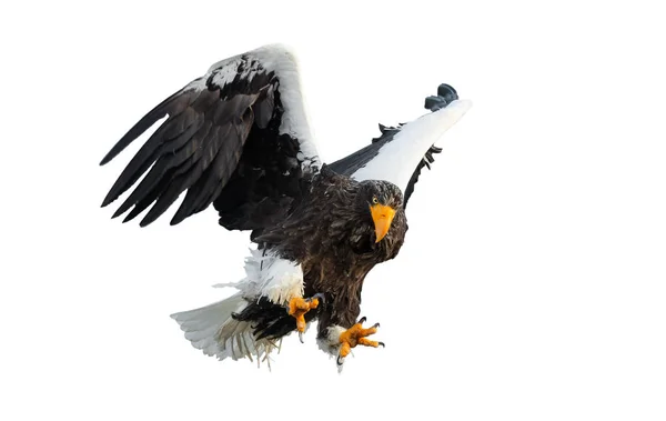 Volwassen Stellers Zeearend Aanboord Verspreiden Zijn Vleugels Geïsoleerd Een Witte — Stockfoto