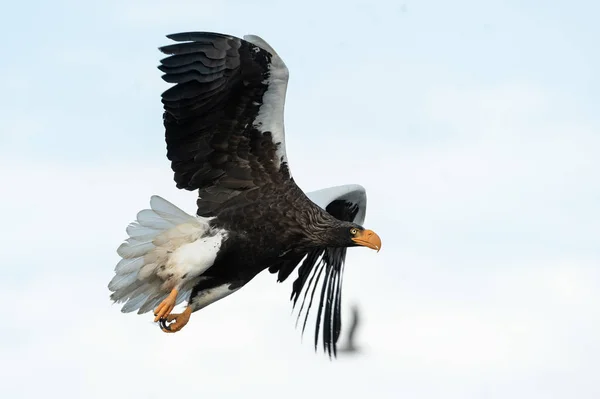 Adult Stellers Sea Eagle Flykten Himmel Bakgrund Vetenskaplig Namn Haliaeetus — Stockfoto