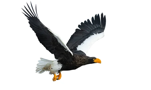 成人史泰勒的海鹰在飞行中展开他的翅膀孤立的白色背景 科学名称 Haliaeetus Pelagicus — 图库照片