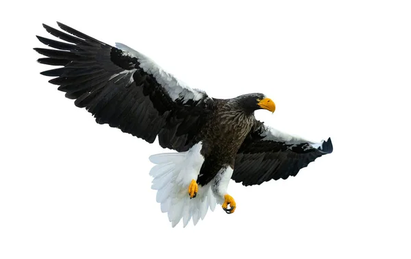 Adult Stellers Sea Eagle Flyg Sprida Hans Vingar Isolerad Vit — Stockfoto