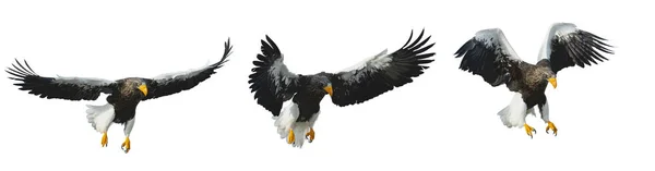 Varias Fases Adulto Volador Águilas Marinas Steller Nombre Científico Haliaeetus —  Fotos de Stock