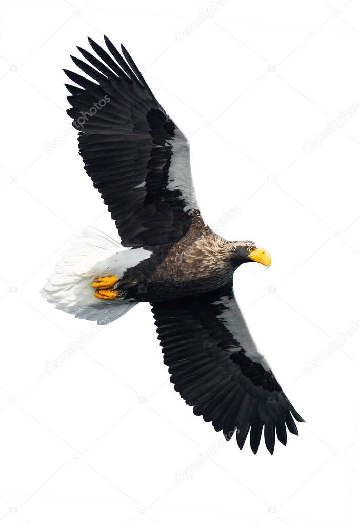 Adult Steller's sea eagle in flight spread his wings isolated on white background. Scientific name: Haliaeetus pelagicus.